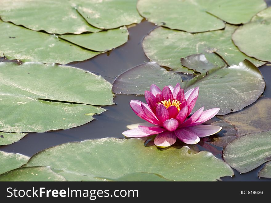 Waterlily in pond. Waterlily in pond