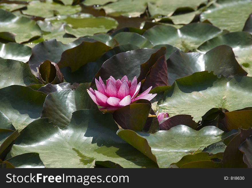 Waterlily in pond. Waterlily in pond
