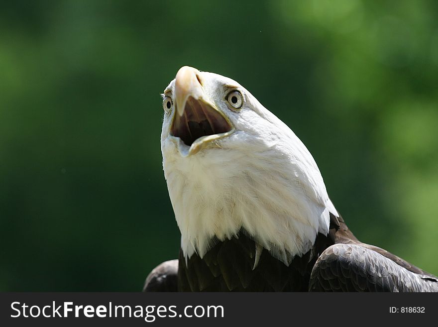 An angry-looking eagle calling. An angry-looking eagle calling