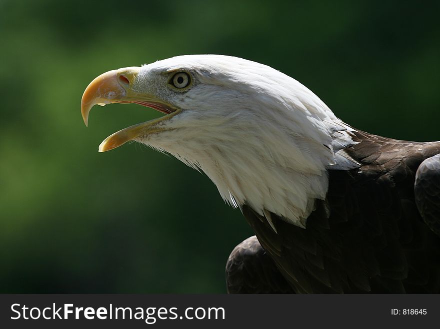 Bald eagle looks as if he is yelling at someone ahead of him. Bald eagle looks as if he is yelling at someone ahead of him