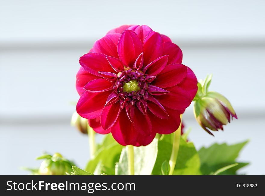 Photo of a Dahlia