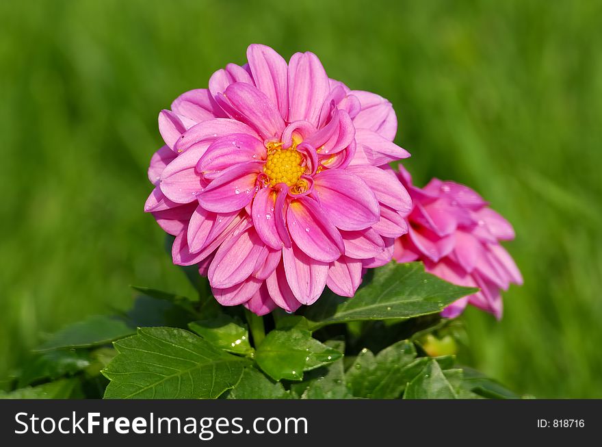 Photo of a Dahlia