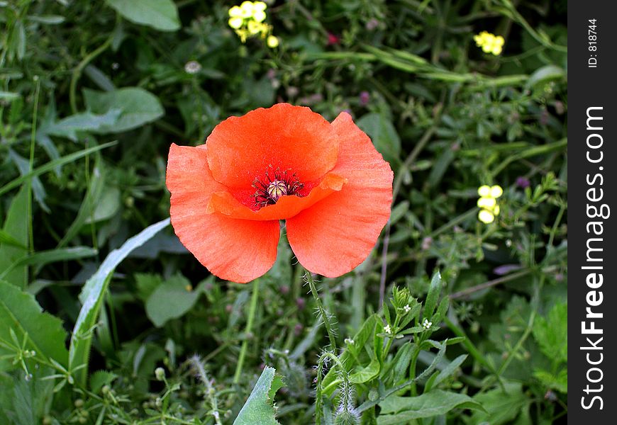 Poppy seed flower