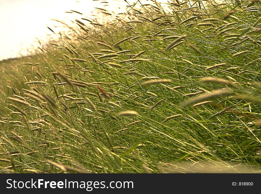 Grass In The Wind