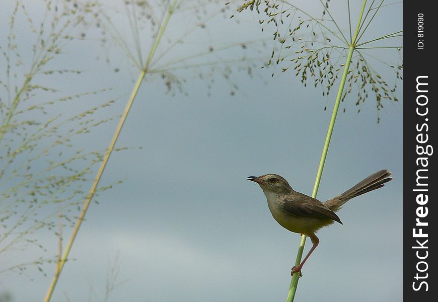 Sri Lankan Bird in Upcountry. Sri Lankan Bird in Upcountry