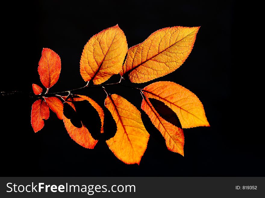 Brown leafs with shadows background. Brown leafs with shadows background