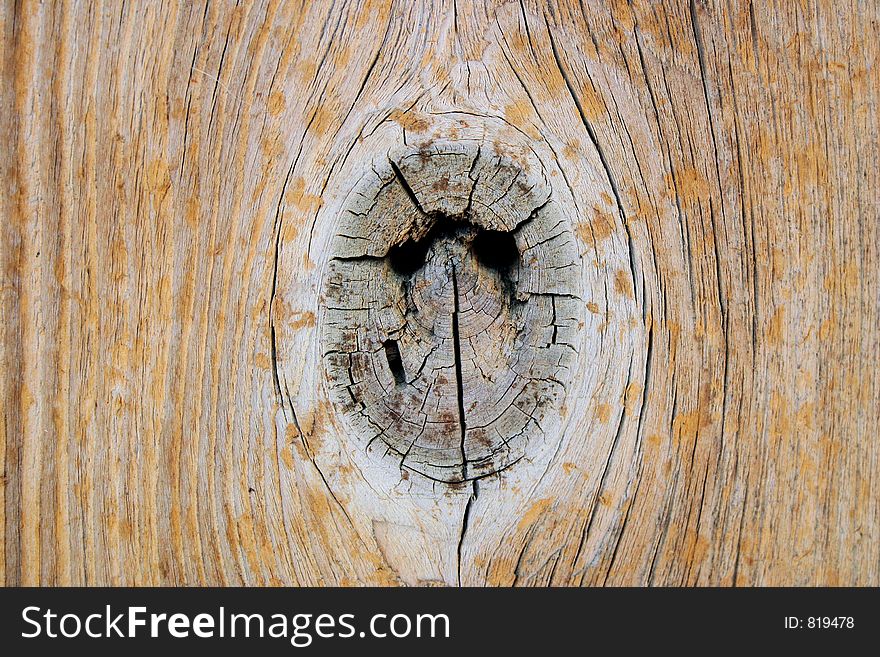 Wood knot in tree. Wood knot in tree