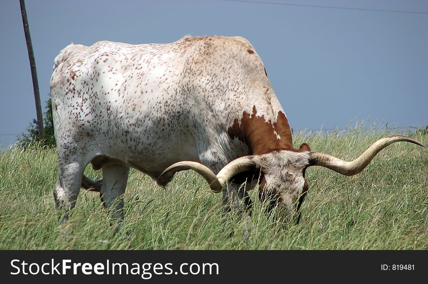 Longhorn bull grazing in a field. Longhorn bull grazing in a field