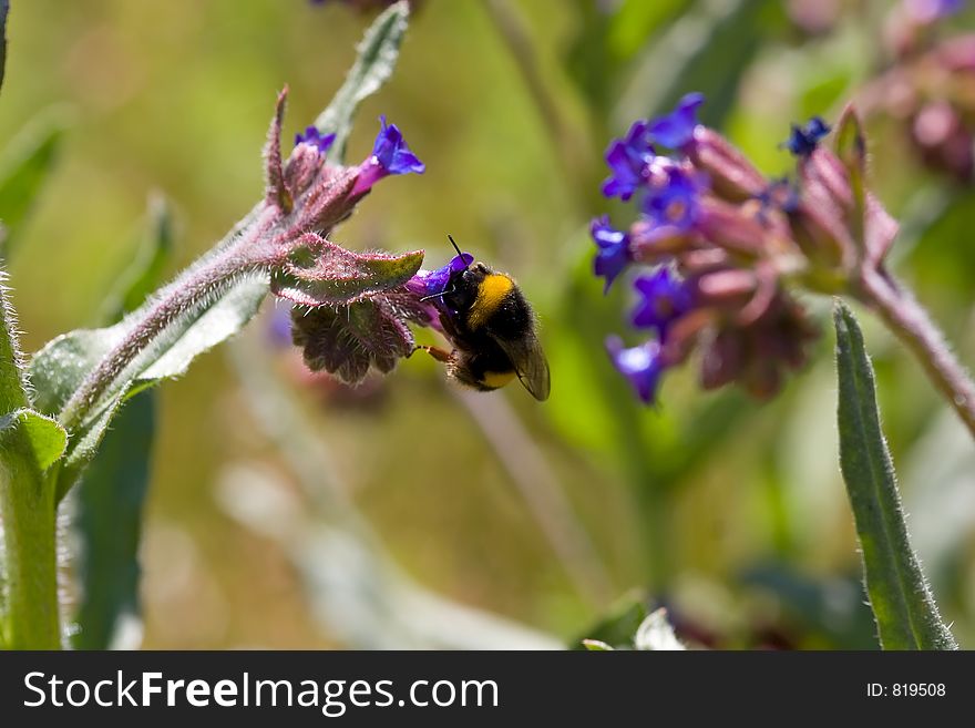 Big bee flying between flowers. Big bee flying between flowers