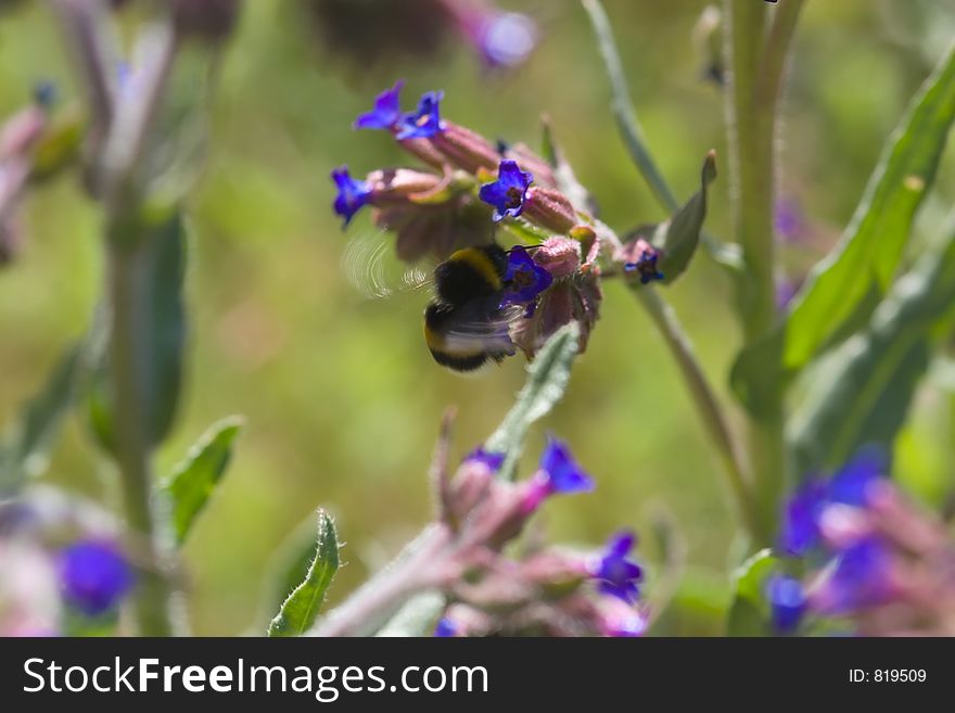 Big bee flying between flowers. Big bee flying between flowers