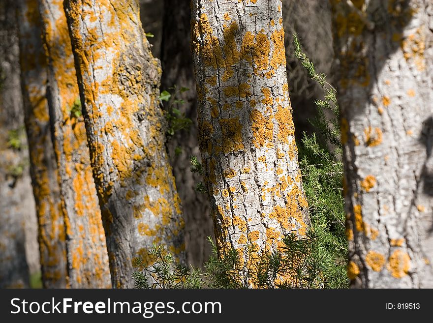 Yellow moss in a trees in a forest in Spain. Yellow moss in a trees in a forest in Spain