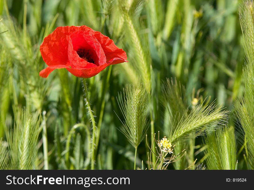 Spring scene with lots of poppy