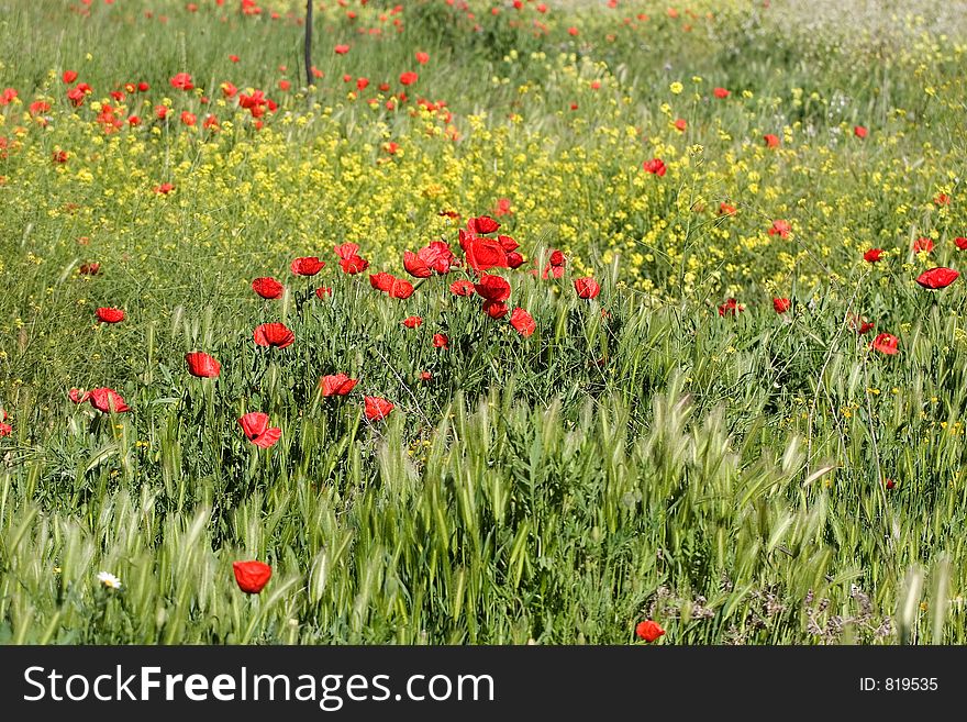 Spring scene with lots of poppy