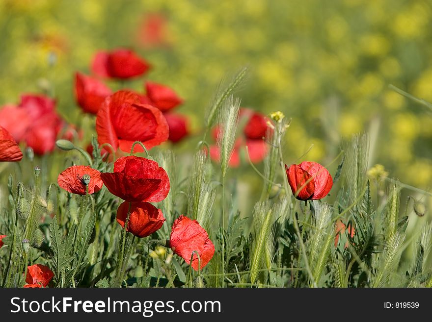 Spring scene with lots of poppy