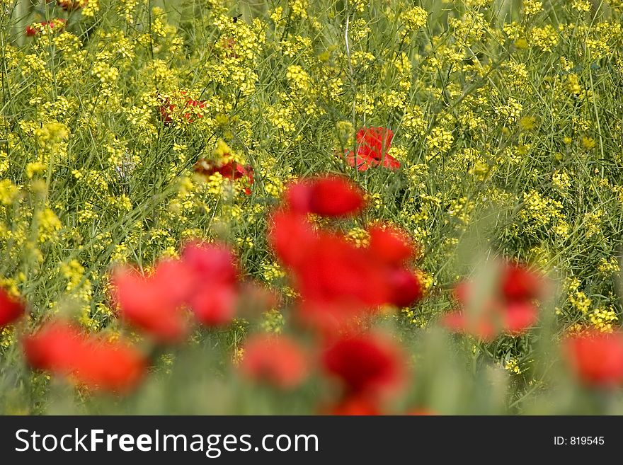 Spring scene with lots of poppy