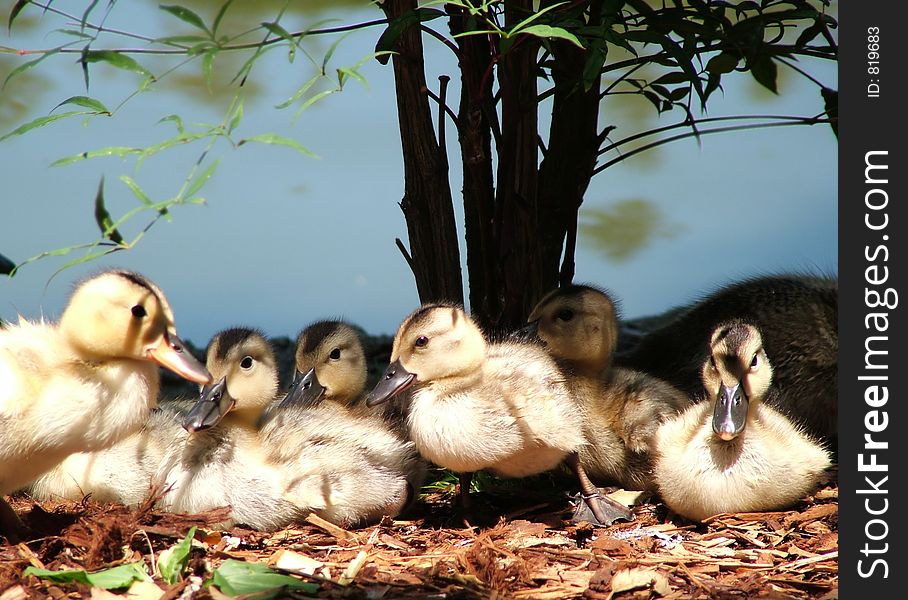 Family of baby ducks lined up, as if posing for a shot. Family of baby ducks lined up, as if posing for a shot