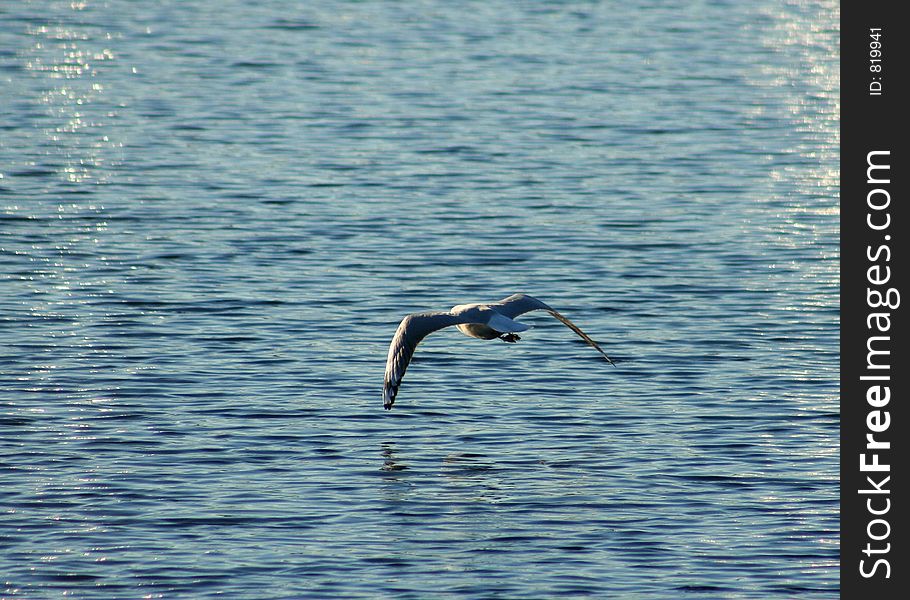 Lone seagull hovers just above the water surface. Lone seagull hovers just above the water surface