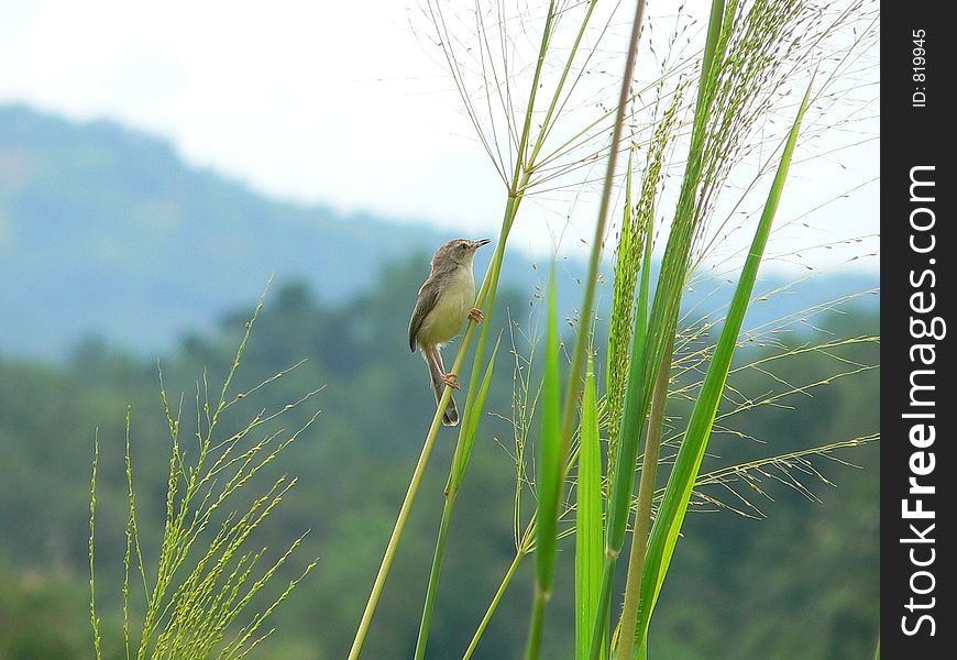 Small Bird Polkichcha in Sri Lankan Upcountry