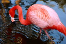 Vibrant Pink Flamingo Drinking Royalty Free Stock Image Vibrant Pink Flamingo Drinking Royalty Free Stock Image