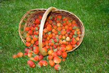 Just Picked Strawberrys In Wooden Basket Stock Photography Just Picked Strawberrys In Wooden Basket Stock Photography