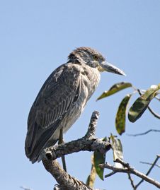 Green Heron Perched On A Branch Stock Images