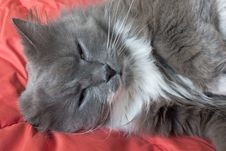 Cat Stock Images Cat Stock Images