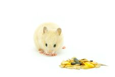 Hamster Stock Photography