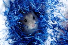 Cute Dwarf Hamster Royalty Free Stock Image