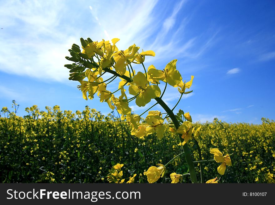 Detail of spring yellow rape flowers. Detail of spring yellow rape flowers