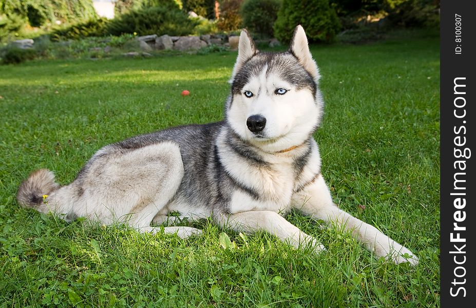 Portrait of siberian husky outdoor. Portrait of siberian husky outdoor