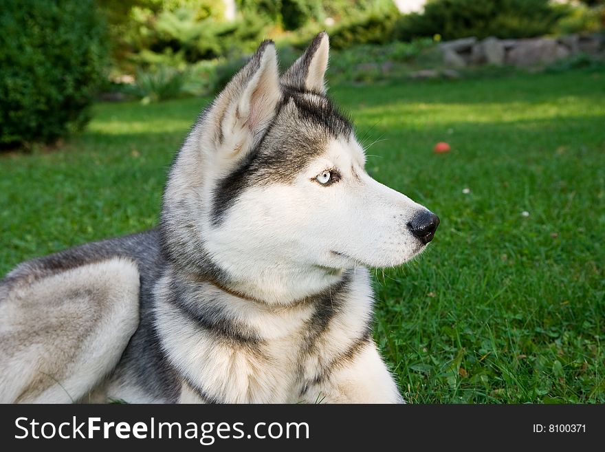 Portrait of siberian husky outdoor. Portrait of siberian husky outdoor