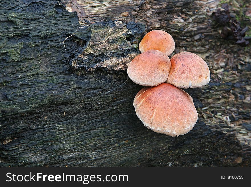 Mushrooms on a tree trunk in the late autumn