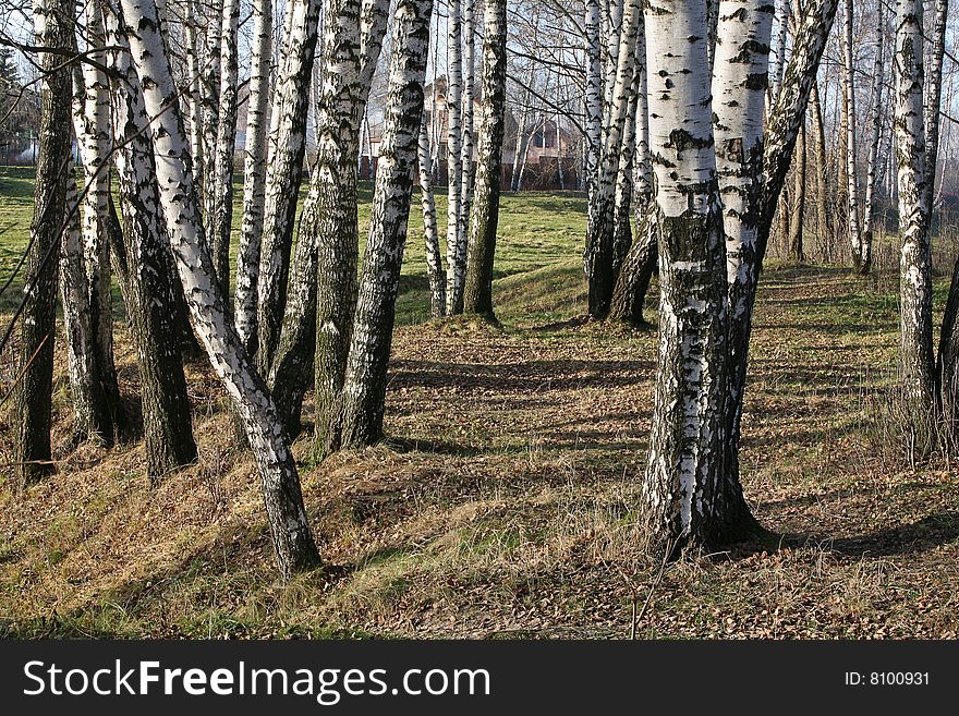 Among Birches