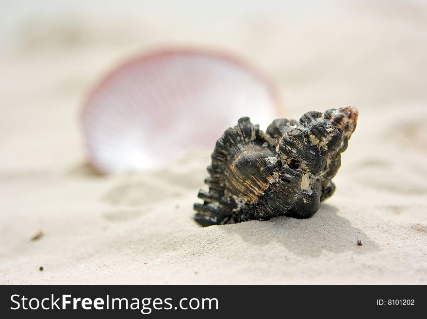 Two different shells lying on beach sand. Two different shells lying on beach sand