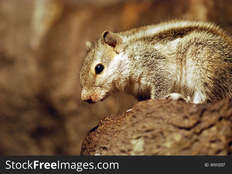 A ground squirrel (Xerus inaurus)  Kalahari, South Africa