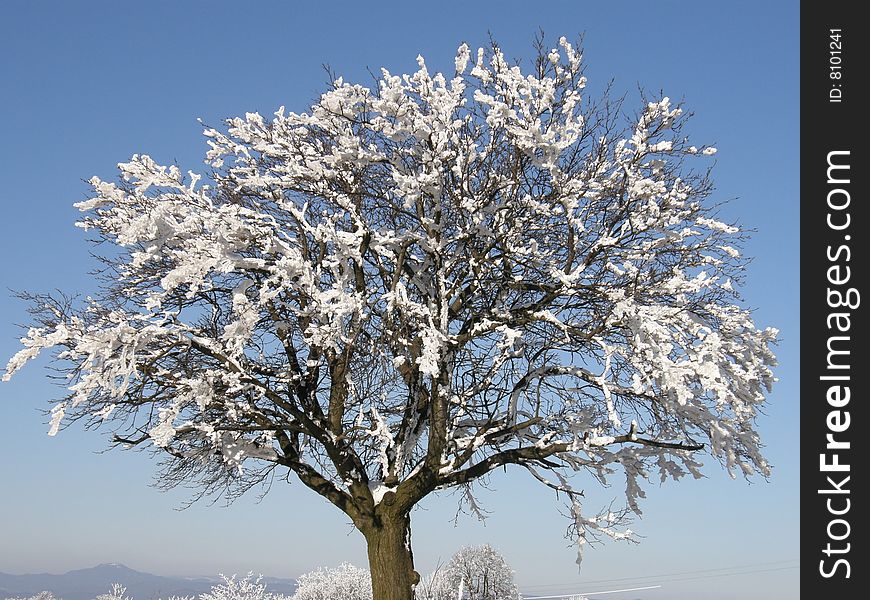 Tree with snow in Landscape. Tree with snow in Landscape