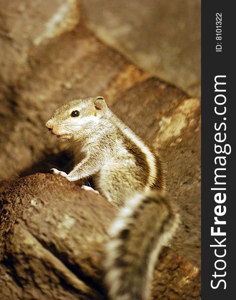 A ground squirrel (Xerus inaurus)  Kalahari, South Africa