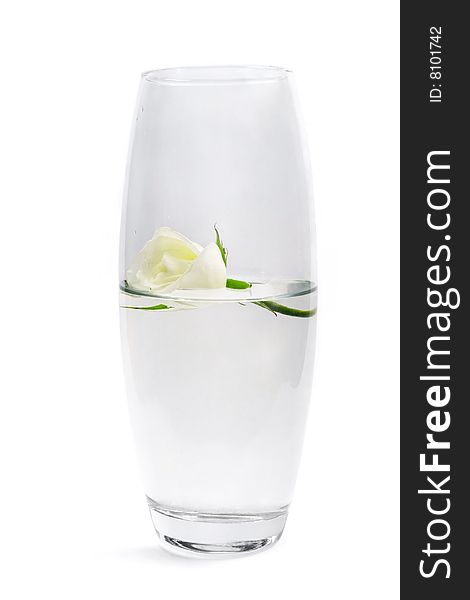 Small perfection in the big swimming. Rose in vase isolated on white.