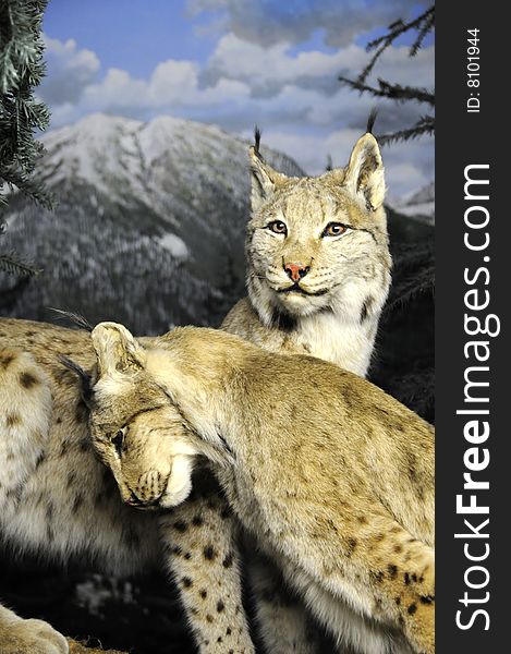 A male wild cat whispers sweet nothings into his partner's ear as they mate. A male wild cat whispers sweet nothings into his partner's ear as they mate