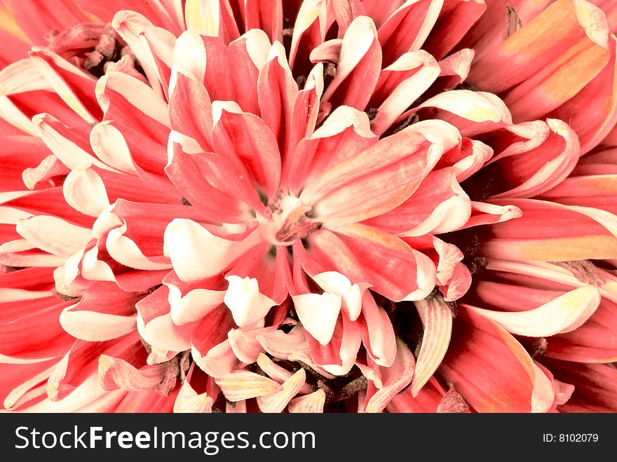 Chrysanthemum flower photographed close up. With colour processing