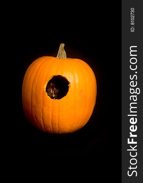 A kitten peeks out of a hole carved into a pumpkin on a black background. A kitten peeks out of a hole carved into a pumpkin on a black background