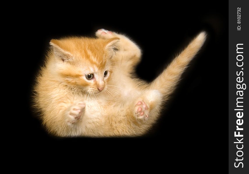 A yellow kitten plays on a black background. A yellow kitten plays on a black background
