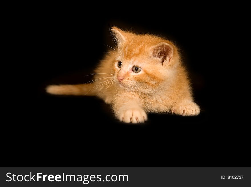 A yellow kitten plays on a black background. A yellow kitten plays on a black background