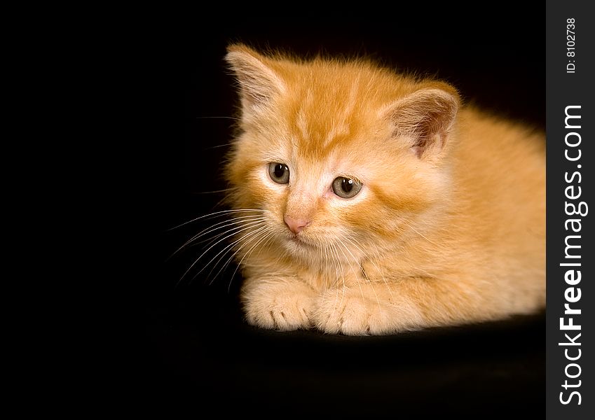 A yellow kitten plays on a black background. A yellow kitten plays on a black background