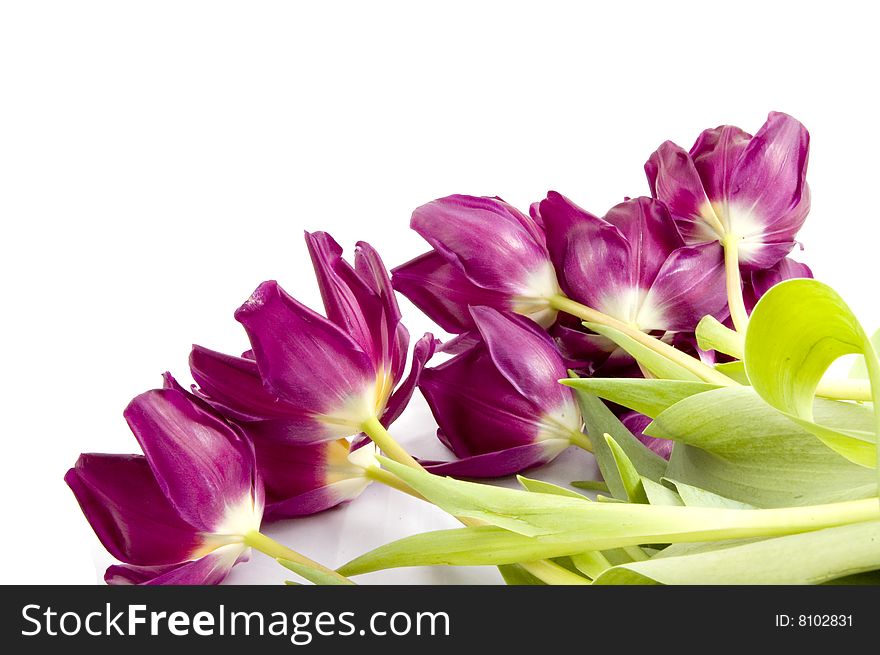 Purple tulips isolated on white