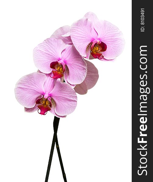 Pink orchid on white