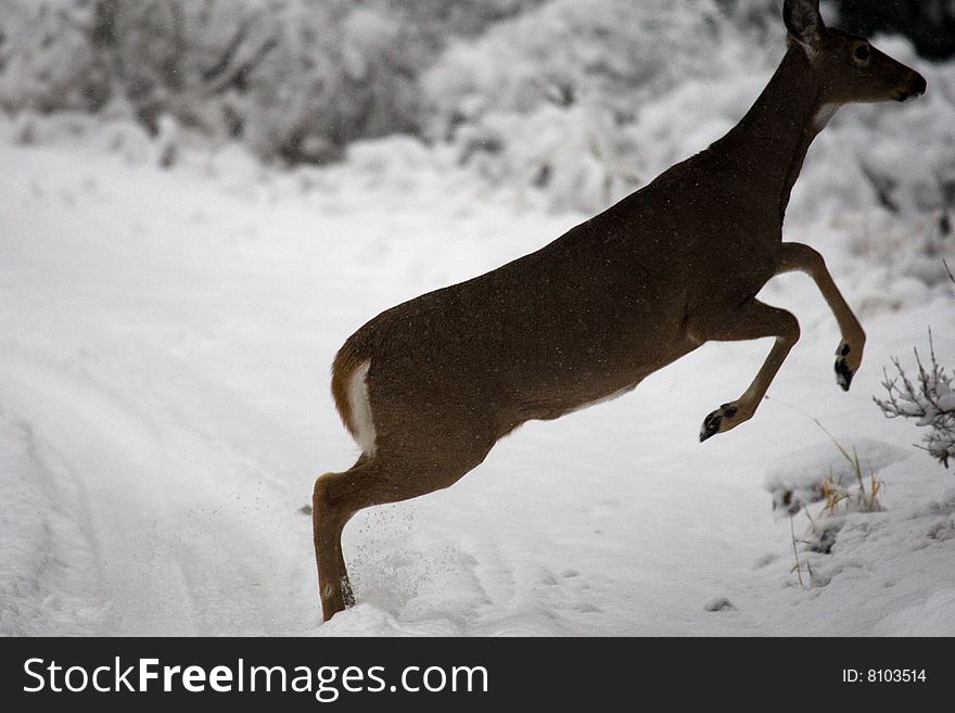 Whitetail deer fleeing from winter traffic. Whitetail deer fleeing from winter traffic.