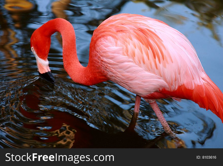 Vibrant pink flamingo drinking from pond