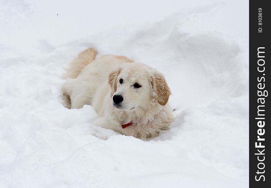 Portrait of cute gold retriever outdoor