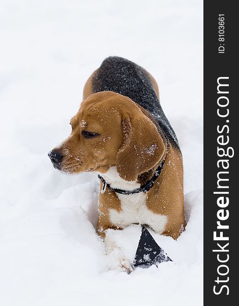 Portrait of beagle in snow